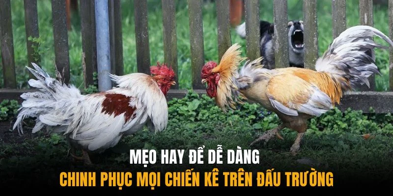 Mẹo hay để dễ dàng chinh phục mọi chiến kê trên đấu trường