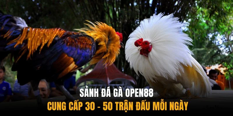 Sảnh đá gà Open88 cung cấp 30 - 50 trận đấu mỗi ngày